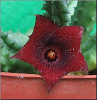 Huernia kennedyana x keniensis